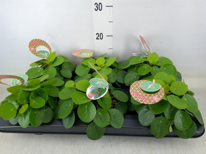<h4>Pilea peperomioides</h4>