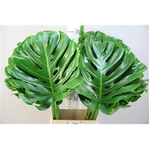 Monstera 45