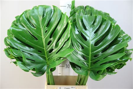 <h4>Monstera 45</h4>