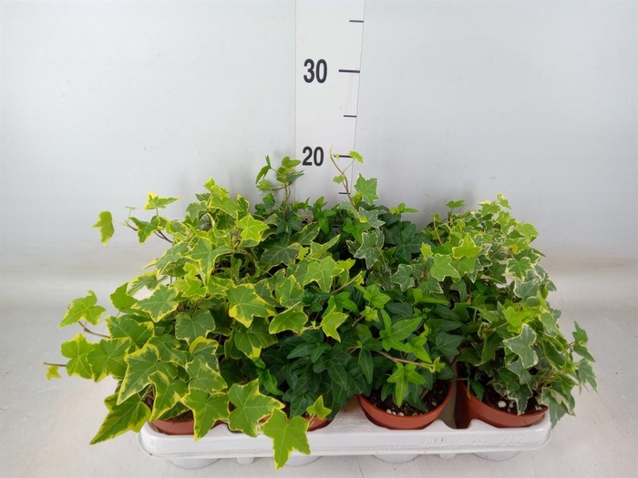 <h4>Hedera   ...mix</h4>