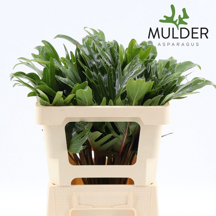 <h4>Philodendron  'Xanadu'</h4>