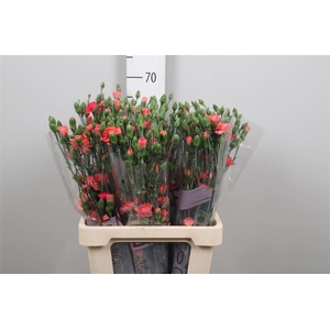 Di Tr Orange Amelie