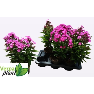 PHLOX P FAMOUS L PUR