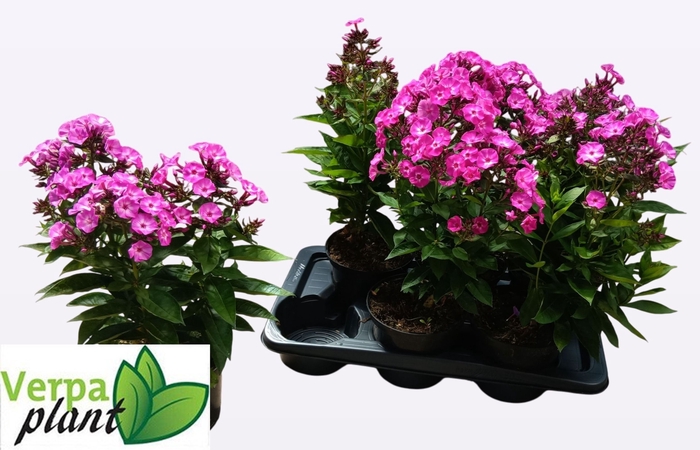 <h4>PHLOX P FAMOUS L PUR</h4>