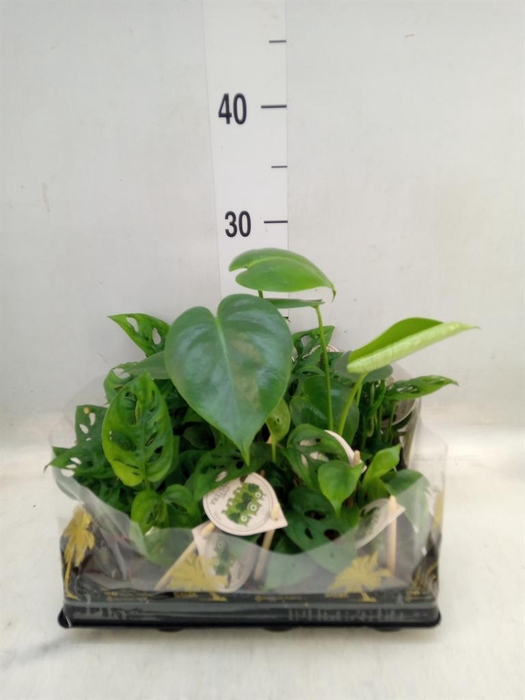 <h4>Monstera   ...</h4>