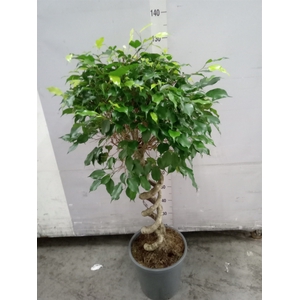 Ficus benja.   ...