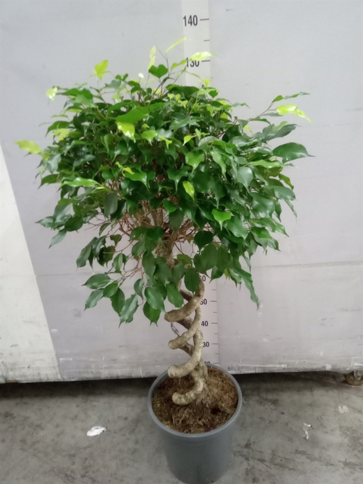 <h4>Ficus benja.   ...</h4>