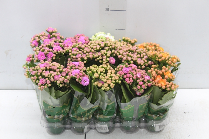 <h4>KAL. DOBRADO MINI P06</h4>