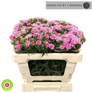 DI BARB DOBLINO FANS