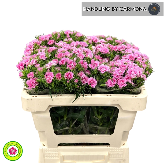 <h4>DI BARB DOBLINO FANS</h4>