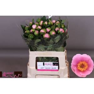 Paeonia Soft Salmon Saucer