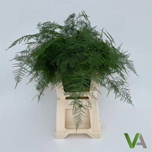 ASPARAGUS SETACEUS EXTRA VEREN