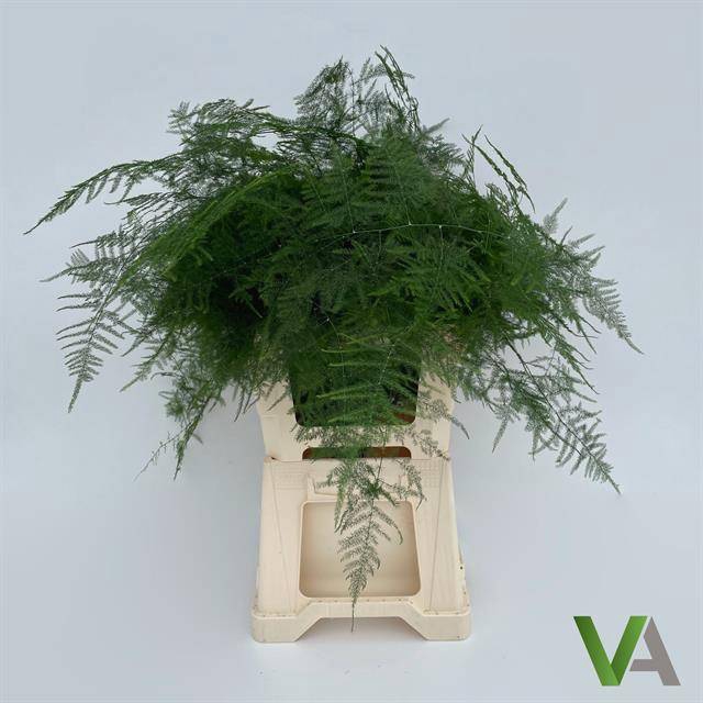 <h4>ASPARAGUS SETACEUS EXTRA VEREN</h4>