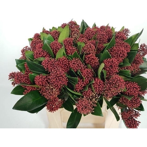 Skimmia jap Rubella pb