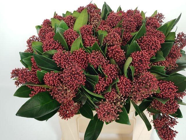 <h4>Skimmia jap Rubella pb</h4>