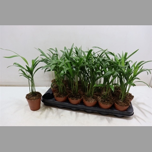 Dypsis Lutescens