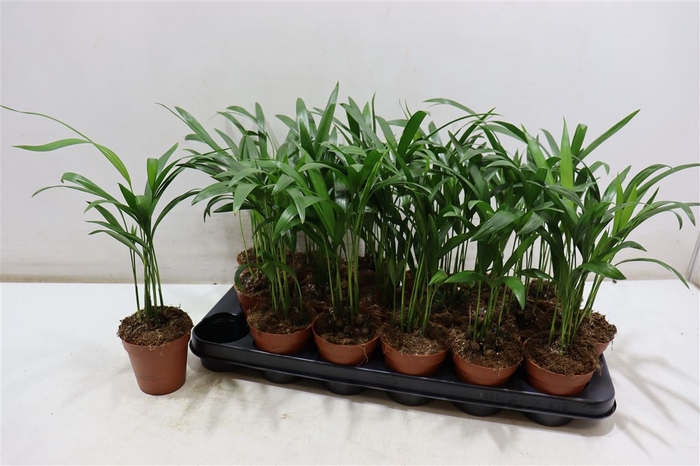 Dypsis Lutescens