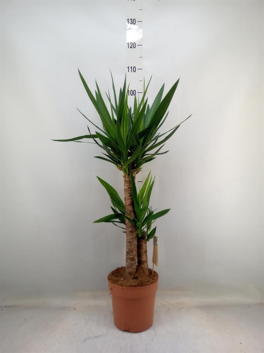 <h4>Yucca   ...</h4>