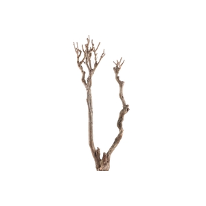 Syringa Branch Super Brahms