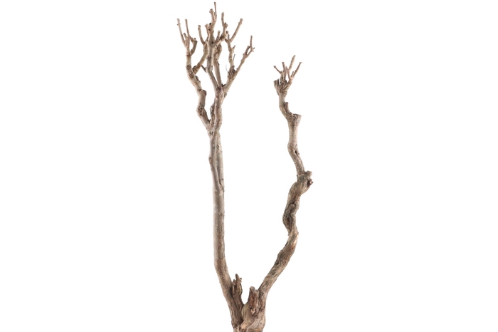 <h4>Syringa Branch Super Brahms</h4>