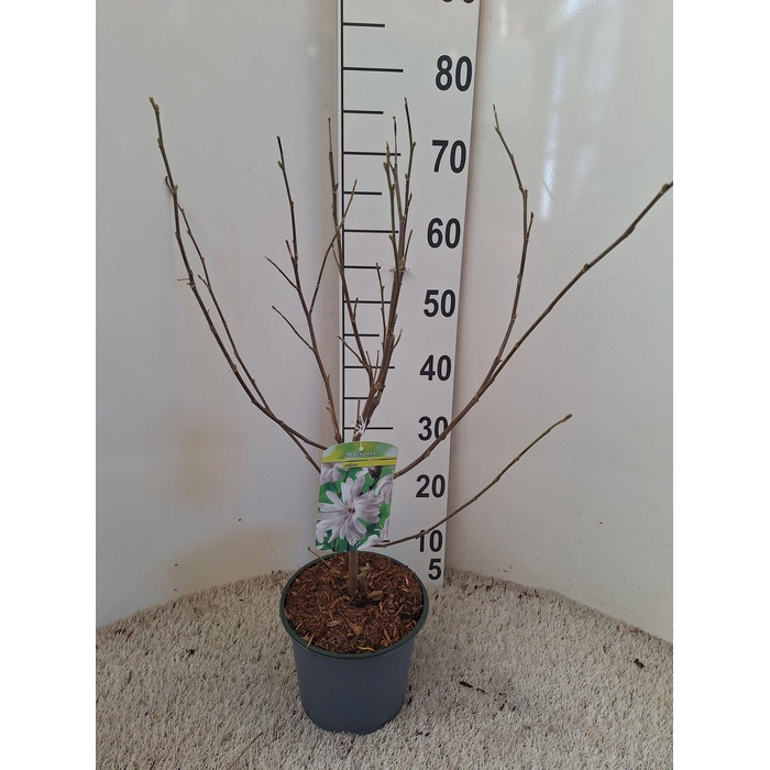 <h4>Magnolia stellata</h4>