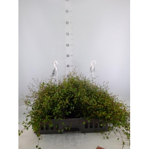 Muehlenbeckia com. 'Mao'ri'