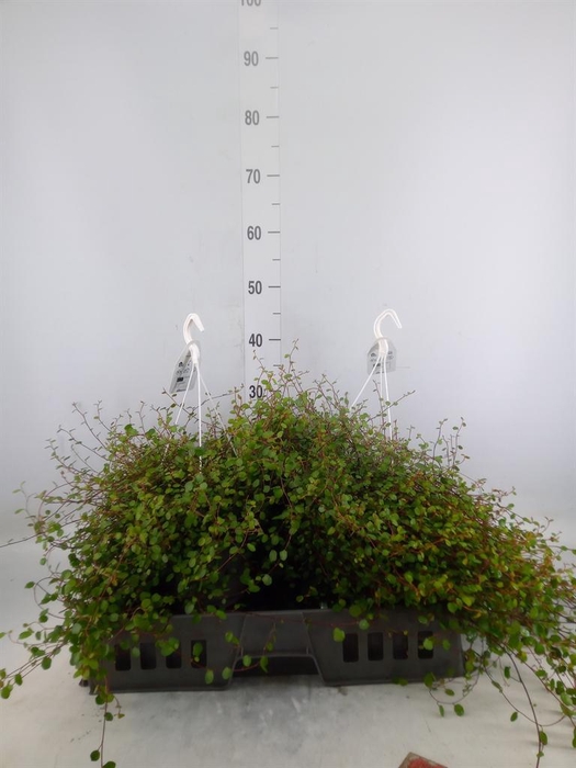 <h4>Muehlenbeckia com. 'Mao'ri'</h4>