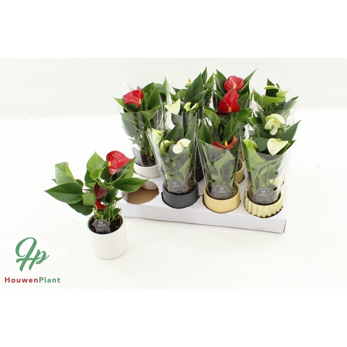 <h4>ANTHU DIAMOND RED</h4>