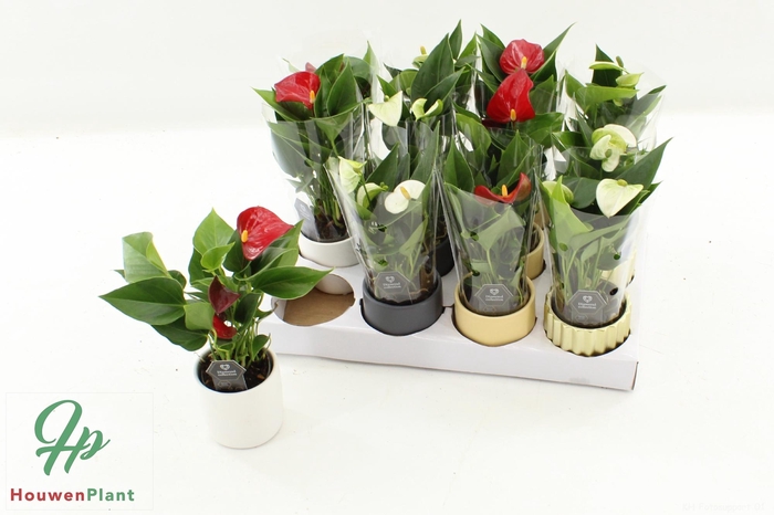 <h4>ANTHU DIAMOND RED</h4>