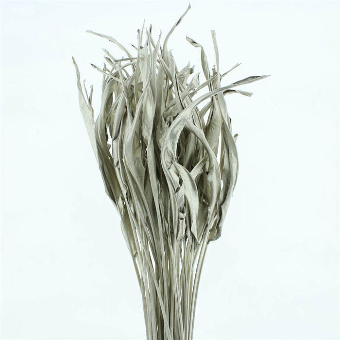 <h4>Dried Strelitzia Leafs Klb Platina</h4>