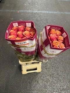 <h4>R GR SUNSET+</h4>