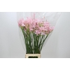 Nerine Sofie Artistiek