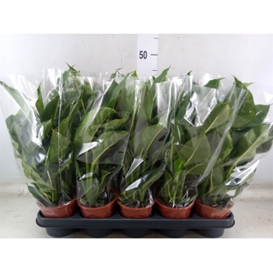 Dieffenbachia  'Green Magic'