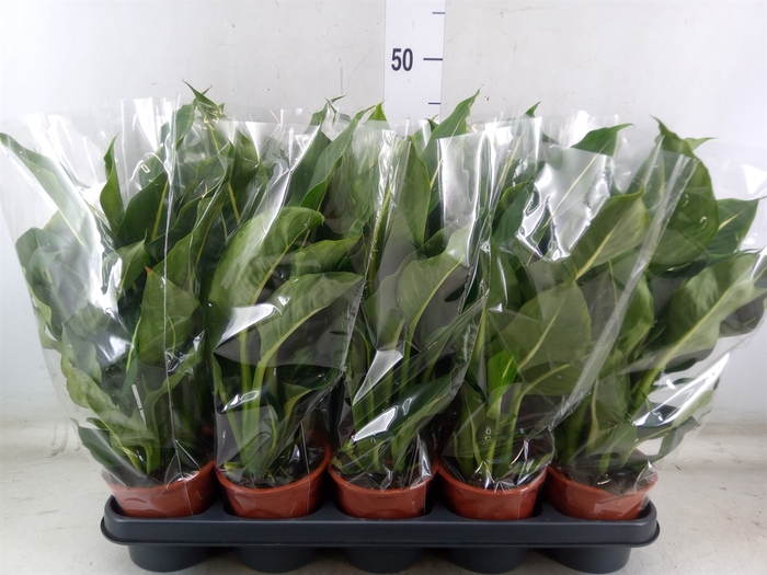 <h4>Dieffenbachia  'Green Magic'</h4>