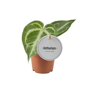 Anthurium   ...