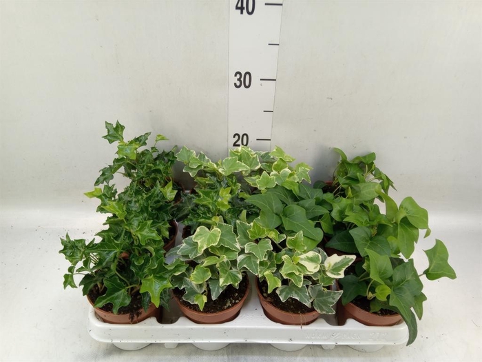 <h4>Hedera   ...mix</h4>