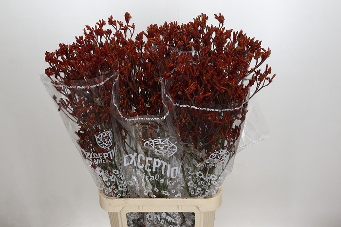 <h4>Anigozanthos Skippy Morning Sun</h4>