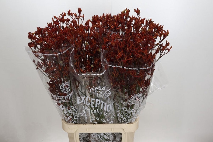 <h4>Anigozanthos Skippy Morning Sun</h4>