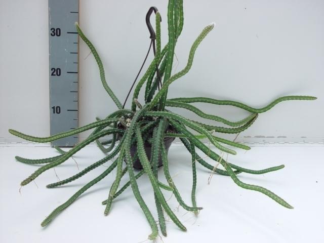 <h4>Selenicereus Grandiflorus (Queen of the Night) hangpot Queen of the Night</h4>