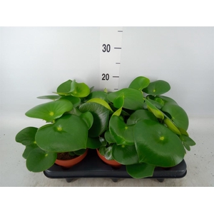 Peperomia polybotrya 'Raindrop'
