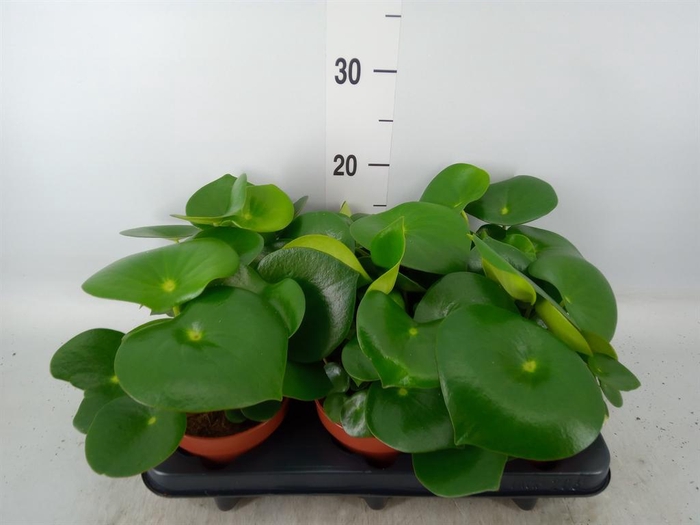 <h4>Peperomia polybotrya 'Raindrop'</h4>