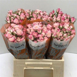 R Tr Speak Blossoms