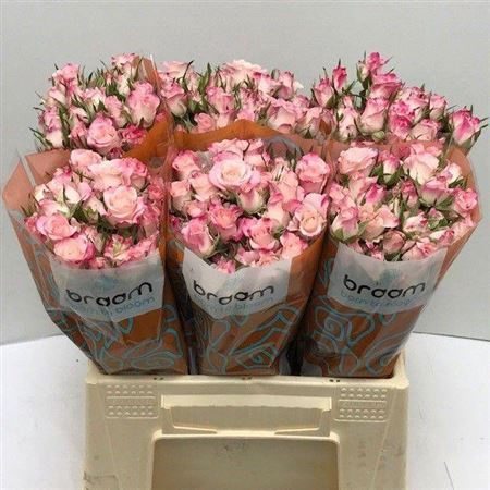 <h4>R Tr Speak Blossoms</h4>