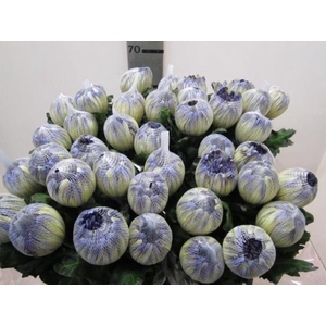 Chr G Antonov Butterfly