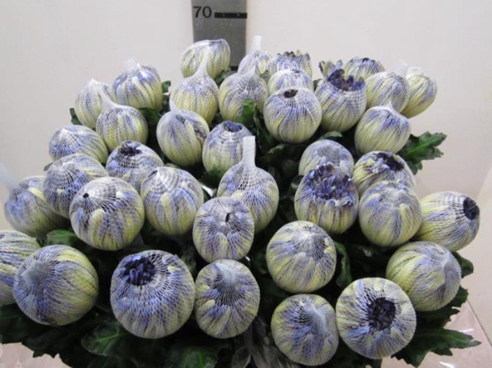 <h4>Chr G Antonov Butterfly</h4>