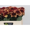 Dahlia Creme de Cognac