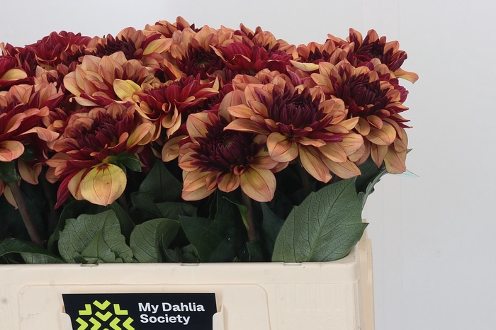 Dahlia Creme de Cognac