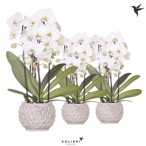 Kolibri Orchids Phalaenopsis Cascade Niagara Fall white 3 spikee in Marrakesh pot gold copper mix