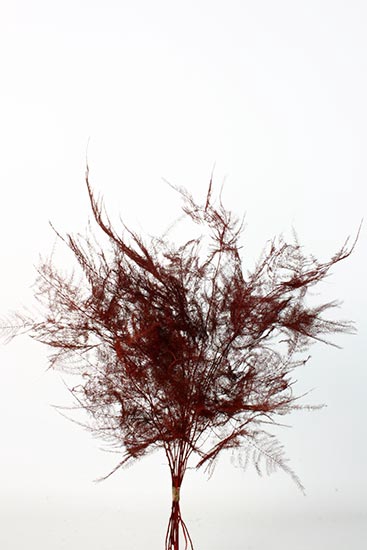 Bunch Asparagus 10pcs Pres.Slv L40