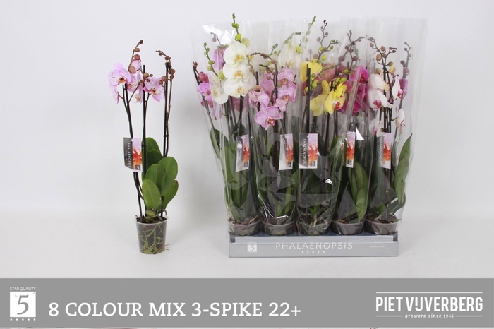 <h4>PHAL GEM 8 KL</h4>